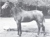 stallion Hit (Westphalian, 1975, from Hirschberg)