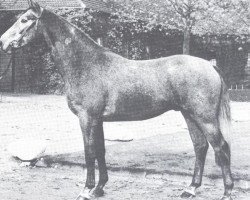 Deckhengst Hit (Westfale, 1975, von Hirschberg)