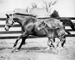 broodmare Lady Lark xx (Thoroughbred, 1934, from Blue Larkspur xx)