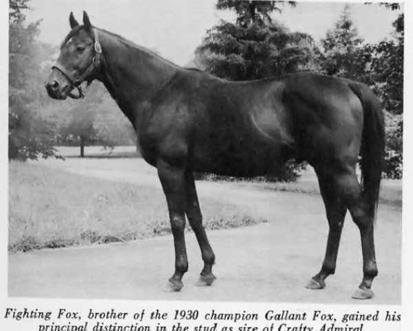 stallion Fighting Fox xx (Thoroughbred, 1935, from Sir Gallahad III xx)