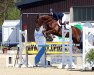 jumper Labanta (anglo european sporthorse, 2016, from Ledarco de Septon)