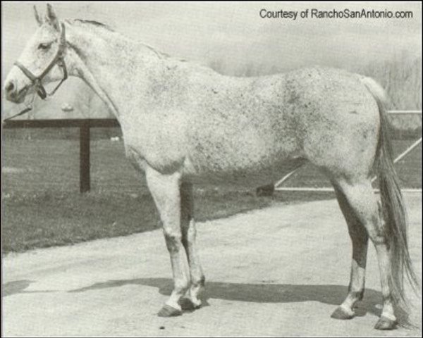 broodmare Shenanigans xx (Thoroughbred, 1963, from Native Dancer xx)