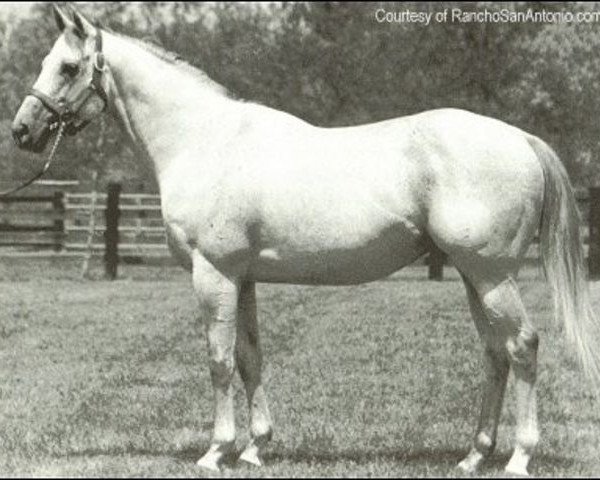 stallion Icecapade xx (Thoroughbred, 1969, from Nearctic xx)