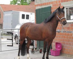 dressage horse Pinoccio 90 (unknown, 1995)