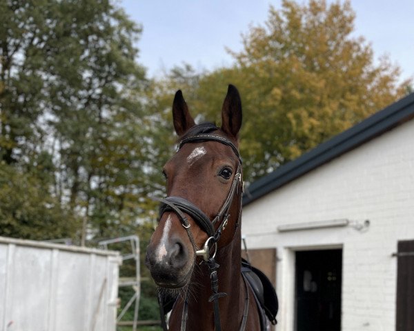 dressage horse Soulcatcher (Oldenburg, 2010, from Swagman 2)