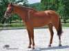 horse Printinus (Danish Warmblood, 2005, from Solos Landtinus)