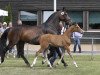 broodmare Coralie (Westphalian, 2002, from Cassini I)