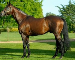 stallion Real Quiet xx (Thoroughbred, 1995, from Quiet American xx)