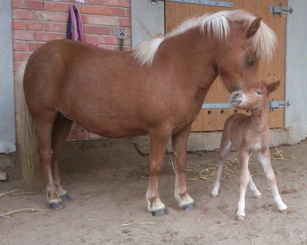 horse Raffinesse vom Purnitzgrund (Shetland Pony, 2013, from Apollo vom Purnitzgrund)