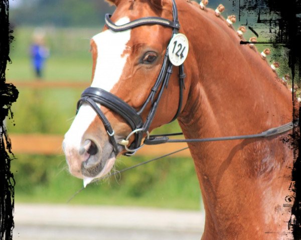 dressage horse Dagobert 105 (Hanoverian, 2008, from Dancier)