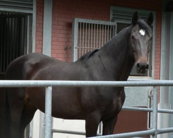 Zuchtstute Oleandra (Holsteiner, 1999, von Latus II)