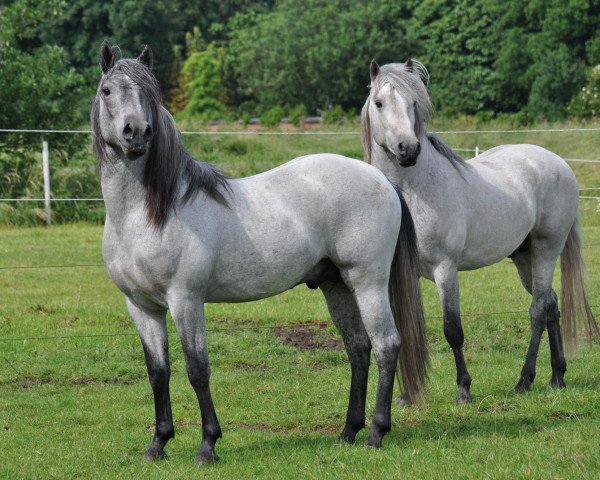 horse Aragorn d'Issel (Camargue horse, 2010, from Jauvas)