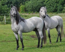 horse Aragorn d'Issel (Camargue horse, 2010, from Jauvas)