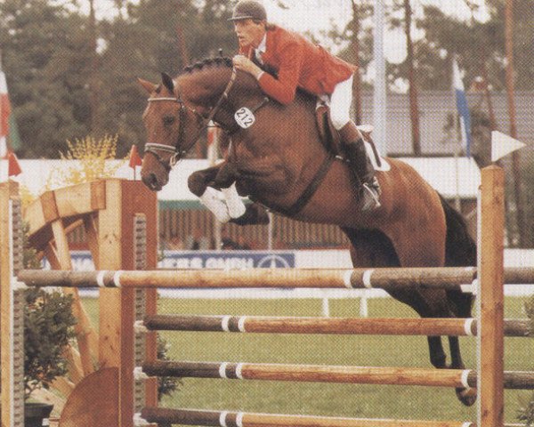 stallion Landsdown (Holsteiner, 1982, from Landgraf I)