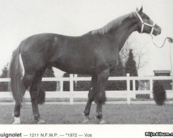 stallion Guignolet (Selle Français, 1972, from Uriel)