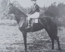stallion Velox AA (Anglo-Arabs, 1910, from Ex Voto xx)