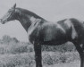 stallion Farceur VIII AA (Anglo-Arabs, 1929, from Velox AA)