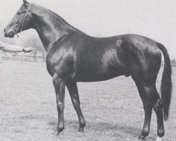 stallion Panther x (Anglo-Arabs, 1968, from Pancho II AA)
