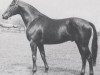 stallion Panther x (Anglo-Arabs, 1968, from Pancho II AA)