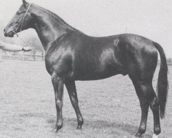 stallion Panther x (Anglo-Arabs, 1968, from Pancho II AA)