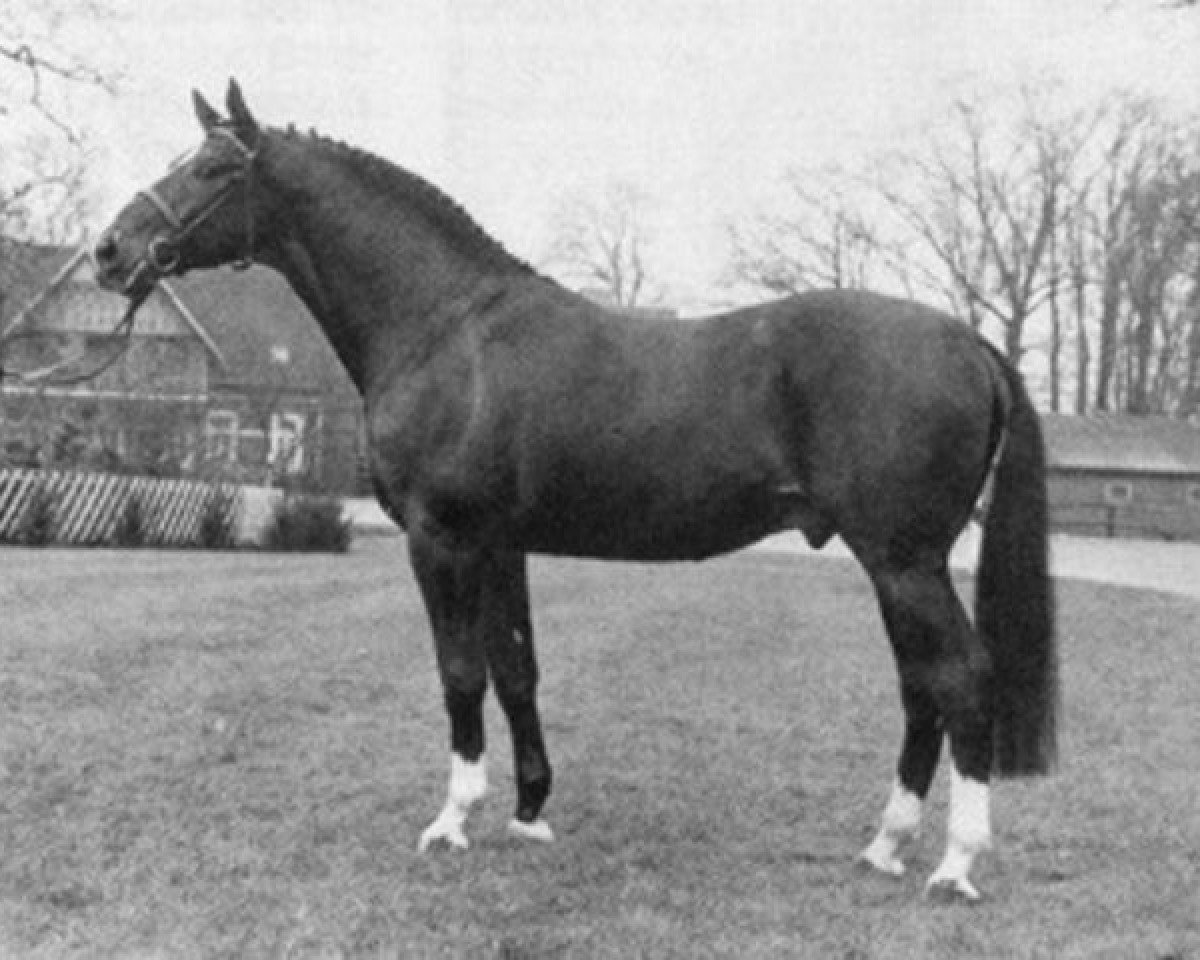 Deckhengst Pascha (Oldenburger, 1974, von Panther x)