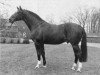 stallion Pascha (Oldenburg, 1974, from Panther x)