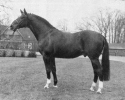 stallion Pascha (Oldenburg, 1974, from Panther x)