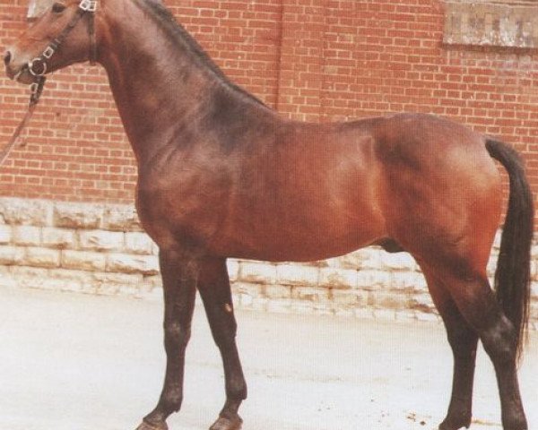 stallion Lorent (Württemberger, 1974, from Landgraf I)