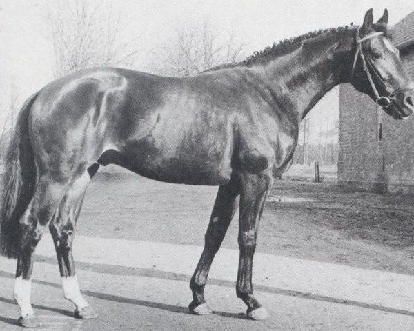 stallion Luxus (Hanoverian, 1970, from Der Löwe xx)