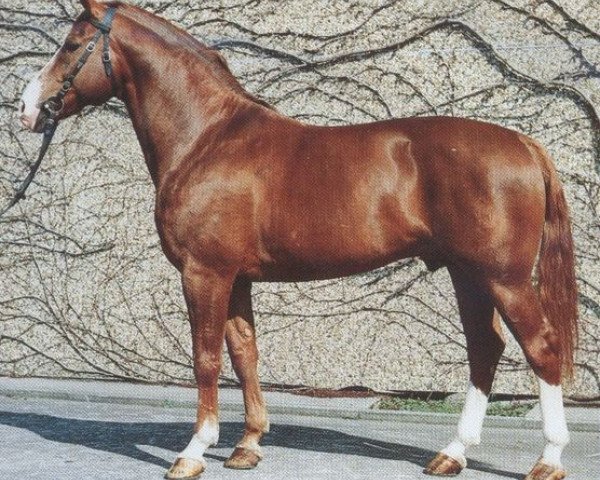 stallion Grande Gold (Westphalian, 1977, from Grande)