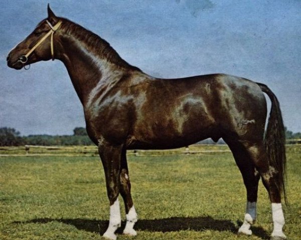 Pferd Duktus (Brandenburger, 1964, von Duell II)