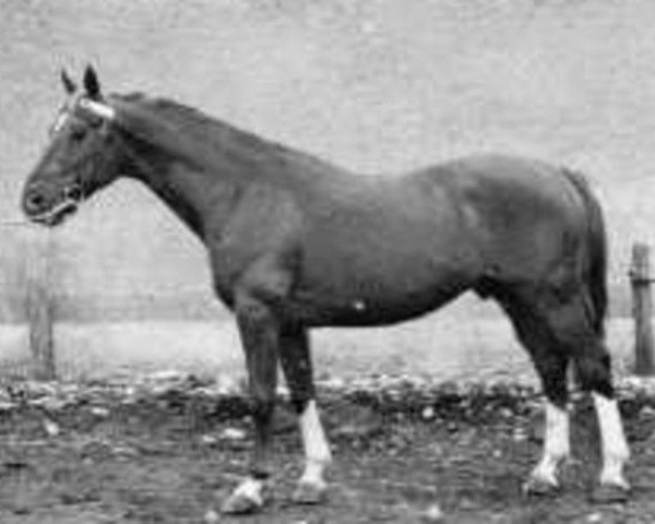 horse Bel Avenir (Anglo-Norman, 1945, from L'Avenir xx)