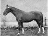 stallion Bel Avenir (Anglo-Norman, 1945, from L'Avenir xx)
