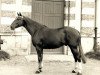 stallion Vesuve (Selle Français, 1965, from Bel Avenir)