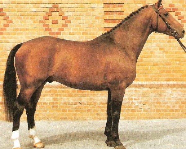 stallion Star de France (Selle Français, 1982, from Starter)
