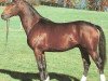 stallion Staufer (Württemberger, 1987, from Star de France)