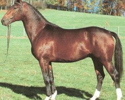 stallion Staufer (Württemberger, 1987, from Star de France)