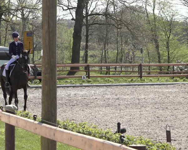Reitturnier Schwanewede 2022