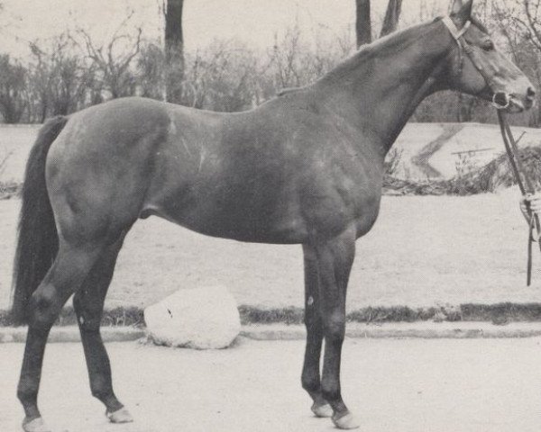 stallion Beribot xx (Thoroughbred, 1958, from Ribot xx)