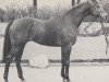 stallion Beribot xx (Thoroughbred, 1958, from Ribot xx)