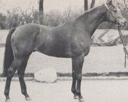 stallion Beribot xx (Thoroughbred, 1958, from Ribot xx)