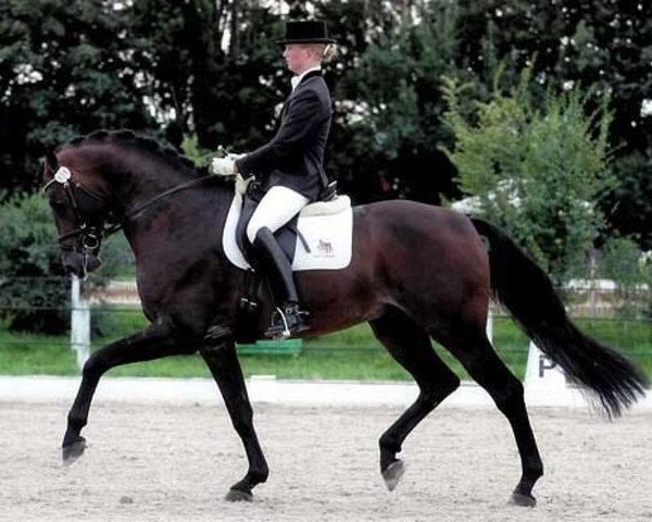 stallion Southern Spirit (Württemberger, 2001, from Sir Charles)