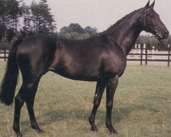 stallion Pontiac xx (Thoroughbred, 1982, from Basalt xx)