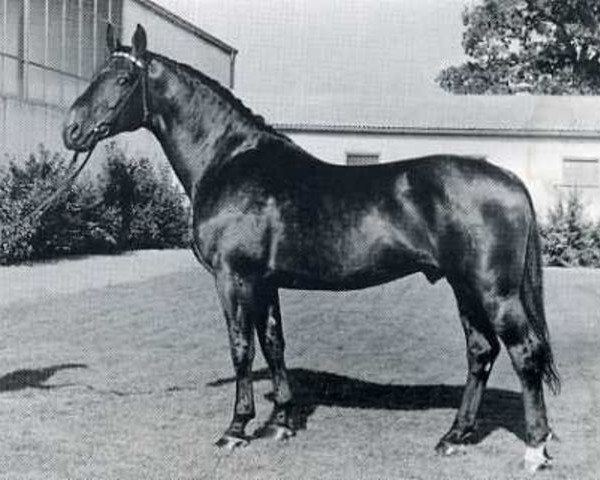 Pferd Fasching (Holsteiner, 1958, von Faehnrich)