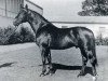 stallion Fasching (Holsteiner, 1958, from Faehnrich)