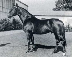 Deckhengst Fasching (Holsteiner, 1958, von Faehnrich)