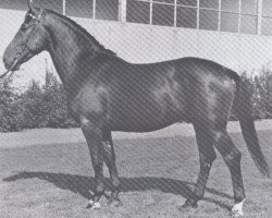 stallion Falcon (Holsteiner, 1963, from Fasching)