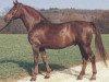 stallion Armin (Württemberger, 1964, from Julmond)