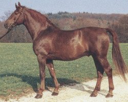 stallion Armin (Württemberger, 1964, from Julmond)