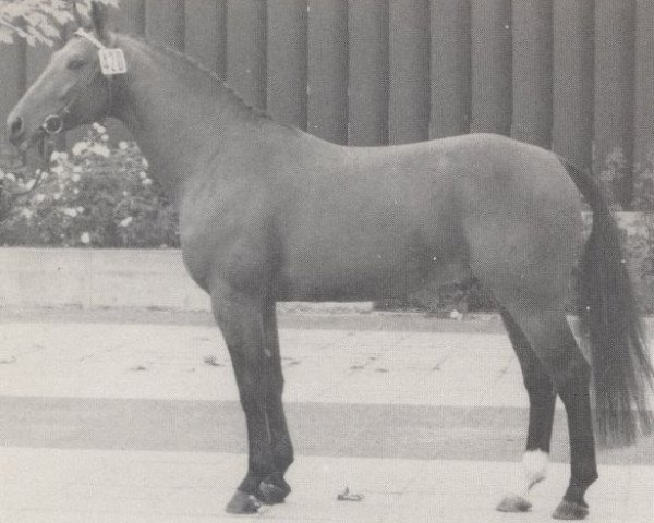 stallion Gottwalt (Hanoverian, 1973, from Gotthard)